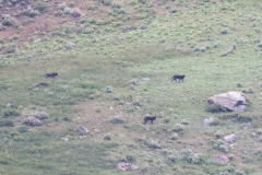 Junction-Butte-Pack-V-Slough-Creek-May-31-2026