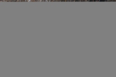 Moose-Blacktail-March-22-2026