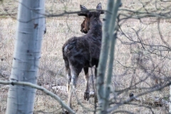 Moose-Boot-Jack-Pass-May-1-2026