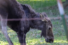 Moose-II-Island-Park-May-10-2026