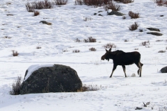 Moose-II-Tower-Junction-February-8-2026