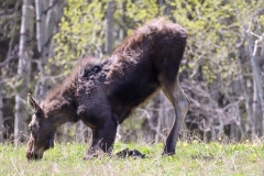 Moose-III-Island-Park-May-10-2026