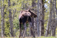 Moose-Island-Park-May-10-2026