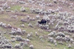 Moose-Soda-Butte-May-9-2026