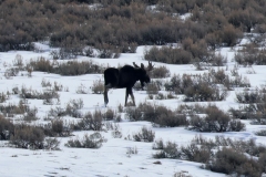 Moose-Soda-Creek-February-7-20206