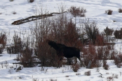 Moose-Tower-Junction-February-8-2026