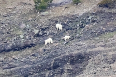 Mountain-Goats-Thunderer-May-9-2026