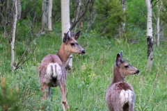 Mule-Deer-Island-Park-May-31-2026