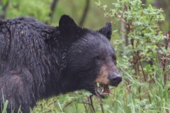 Other-Black-Bear-Tower-Falls-May-31-2026