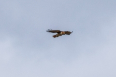 Read-Tail-Hawk-May-9-2026