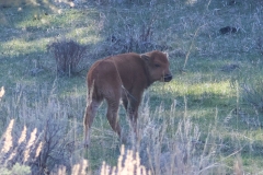 Red-Dog-Mammoth-Hot-Springs-April-18-2026