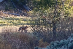 Rescue-Creek-Pack-Wolf-Blacktail-May-9-2026