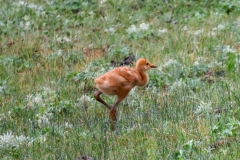Sand-Hill-Crane-Colt-New-Bridge-May-31-2026