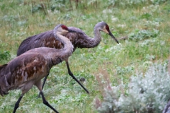 Sand-Hill-Crane-Parents-New-Bridge-May-31-2026