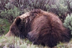 Sleeping-Grizzly-Hayden-Valley-May-31-2026
