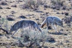 Two-Coyotes-Slough-Creek-March-21-2026
