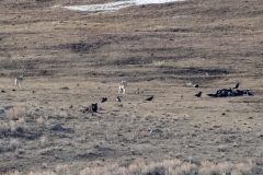Wolf-Coyote-Encounter-III-Slough-Creek-March-21-2026