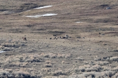 Wolf-Coyote-Encounter-Slough-Creek-March-21-2026
