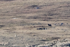 Wolf-Coyote-Enounter-V-Slough-Creek-March-21-2026