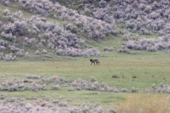 Wolf-II-Slough-Creek-May-16-2026