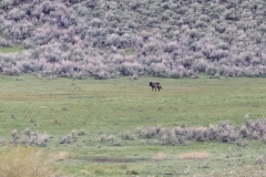 Wolf-Slough-Creek-May-16-2026