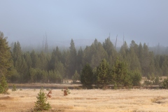 Mountain-Fog-September-14-2025