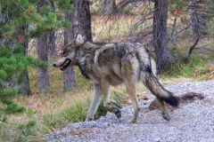 1_Wolf-Close-Up-August-20-2025