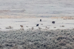 Junction-Pack-Lamar-Valley-November-23-2025