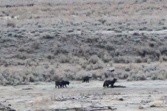 Junction-Pack-Pups-Lamar-Valley-November-23-2025
