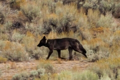 Lone-Black-wolf-August-27-2025