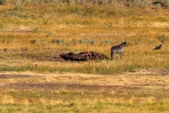 Wapiti-Dark-Gray-August-7-2025