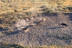 Wapiti-Playing-in-the-Dirt-Aug-7