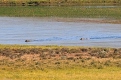 Wapiti-Swimming-Aug-7