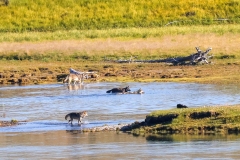 Wapiti-on-Water-Aug-7-IV