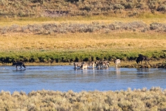 Wapiti-on-Water-Aug-7-V
