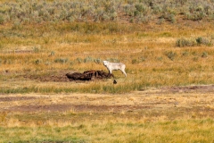 White-Wolf-Aug-7