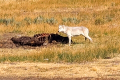 White-wolf-on-carcass-August-7-2025