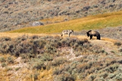 Wolf-Grizzly-Playing-Tag-II