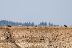 Wolves-on-Skyline-II-8-25