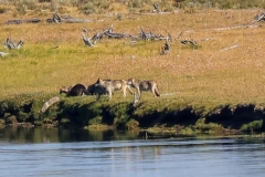 Wolves-on-the-Bank-II-August-7-2025